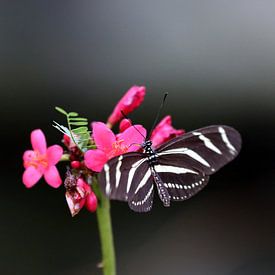 Vlinder sur Jeroen Koppes