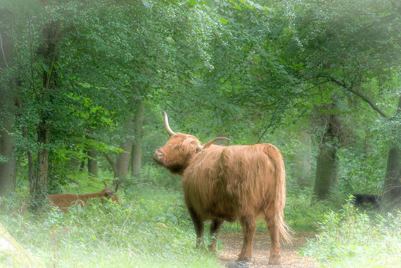 Highlander in the forest by Arend van Beek