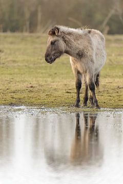 Wild Konik paard in de Oostvaardersplassen natuurreservaat
