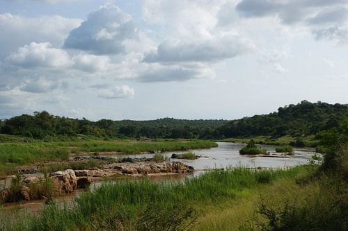 Rivier in het Balule national park in Zuid-Afrika
