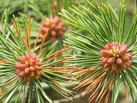 Red buds near a flowering pine tree on Ameland