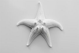 Starfish by Poster Art Shop