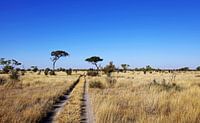 landscape in Central Kalahari Game Reserve, Botsuana van W. Woyke thumbnail