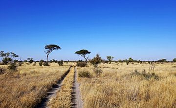 Landschaft der Central Kalahari Game Reserve, CKGR,  Botswana