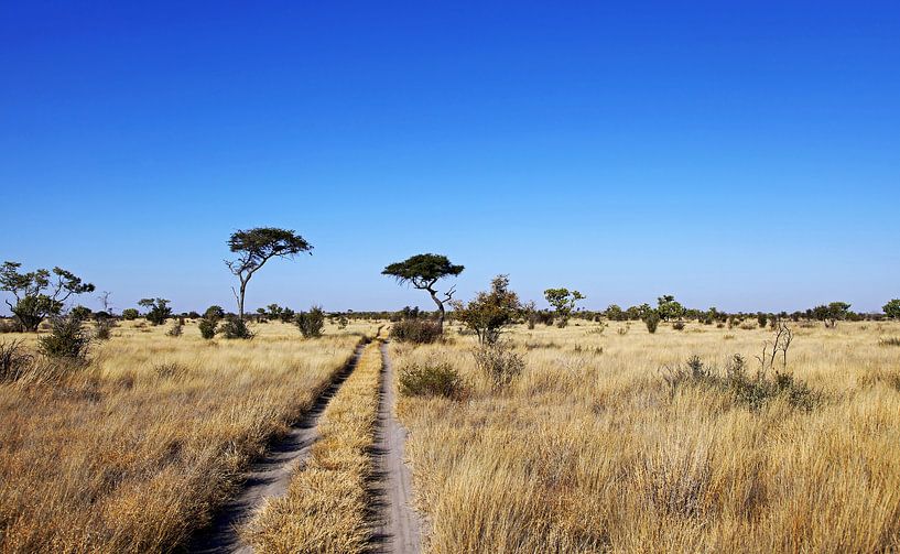 landscape in Central Kalahari Game Reserve, Botsuana van W. Woyke