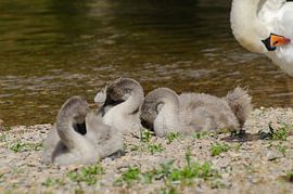 Schwanenbabys, Schwan, Schwanenkinder von Anna Hense