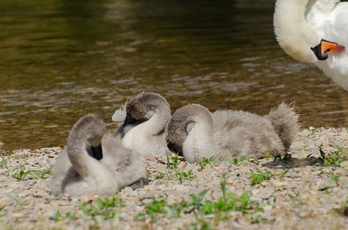 Schwanenbabys, Schwan, Schwanenkinder