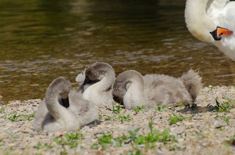 Bébés cygnes, cygne, enfants cygnes par Anna Hense