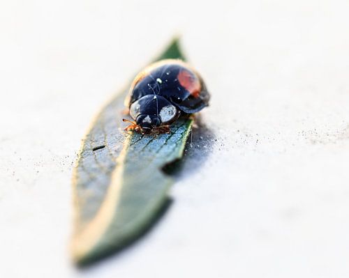Coccinelle