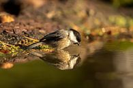 Great Tit by Raymond Engelen thumbnail