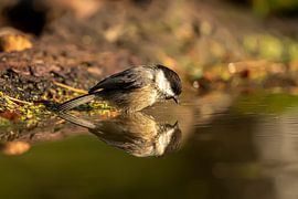 Kohlmeise von Raymond Engelen