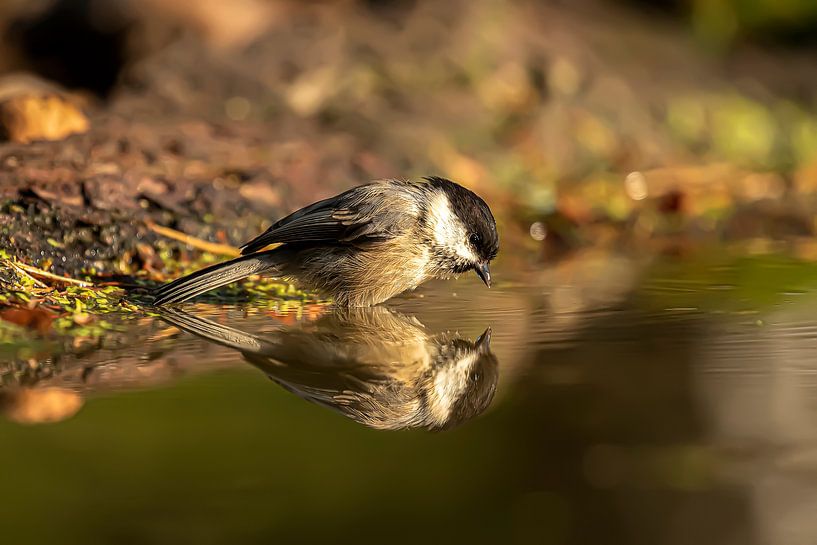Great Tit by Raymond Engelen