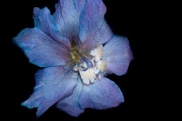 When your feeling blue van Lynlabiephotography
