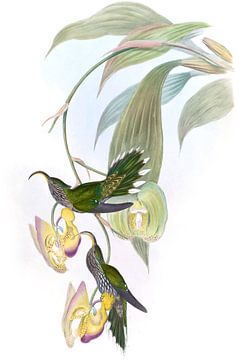 Sikkel Bill, John Gould van Hummingbirds