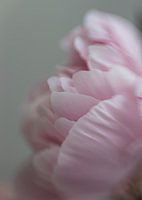 soft detail of a peony