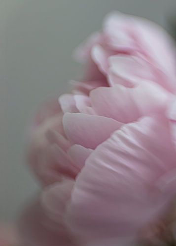 soft detail of a peony