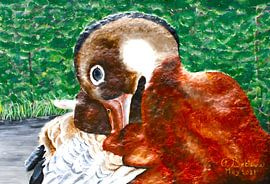 The black-bellied flying duck by Floris Betrouw