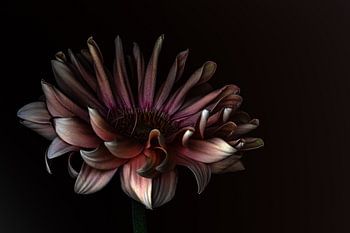 Donkere elegantie 05