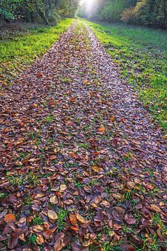 Spaziergang im Herbst von Thomas Riess