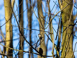 Schwanzmeise von Max van Veghel