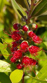 Lampenpoetser,  bottlebrush plant - Callistemon laevis, 