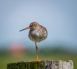 Le rougequeue à front blanc, un véritable acrobate