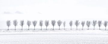 Trees in a winter landscape by John Leeninga