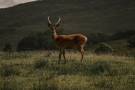 Lone Guardian of the Highlands by angelo adriaenssens