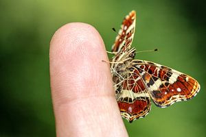 Ein Landkärtchen Falter sitzt auf meinem Zeigefinger