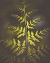 Broadleaf spiny fern by Nicky Kapel thumbnail