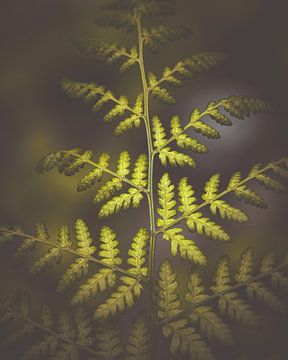 Broadleaf spiny fern