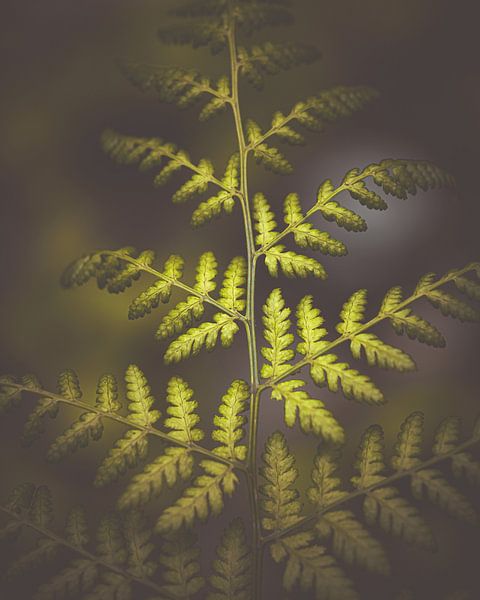 Broadleaf spiny fern by Nicky Kapel