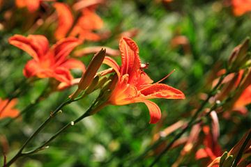 Lilies by Thomas Jäger