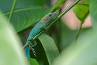 Reptiel in de zoo