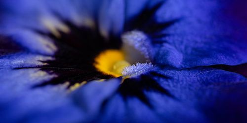 Panorama van een blauw geel viooltje
