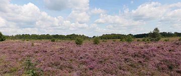 bruyère en fleur sur le champ de Ballooër. sur Wim vd Neut