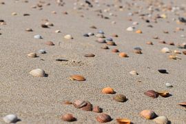 shell beach by Marleen Mertens