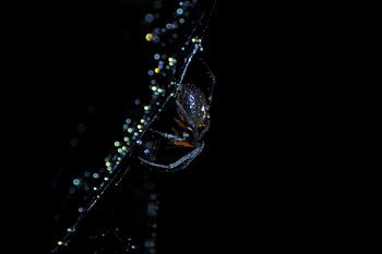 Une araignée qui danse sur les étoiles