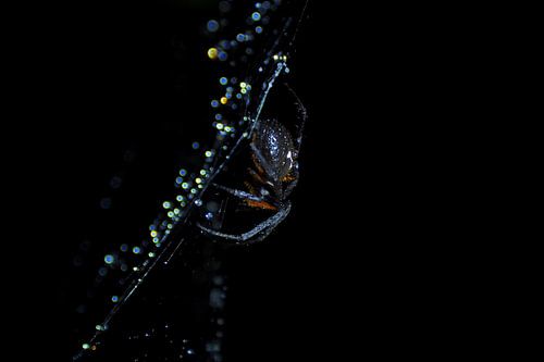 Une araignée qui danse sur les étoiles