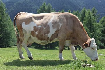 Koe in Alpenweide van Lennart den Bakker