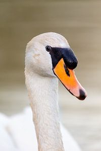 Höckerschwan (Cygnus olor)