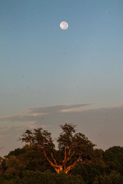 Lune par Marijke Arends-Meiring