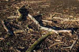 Afgebroken dode wilgentakken op een kale ondergrond sur Rezona