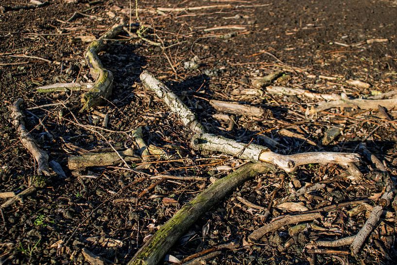 Afgebroken dode wilgentakken op een kale ondergrond von Ortsdrucke