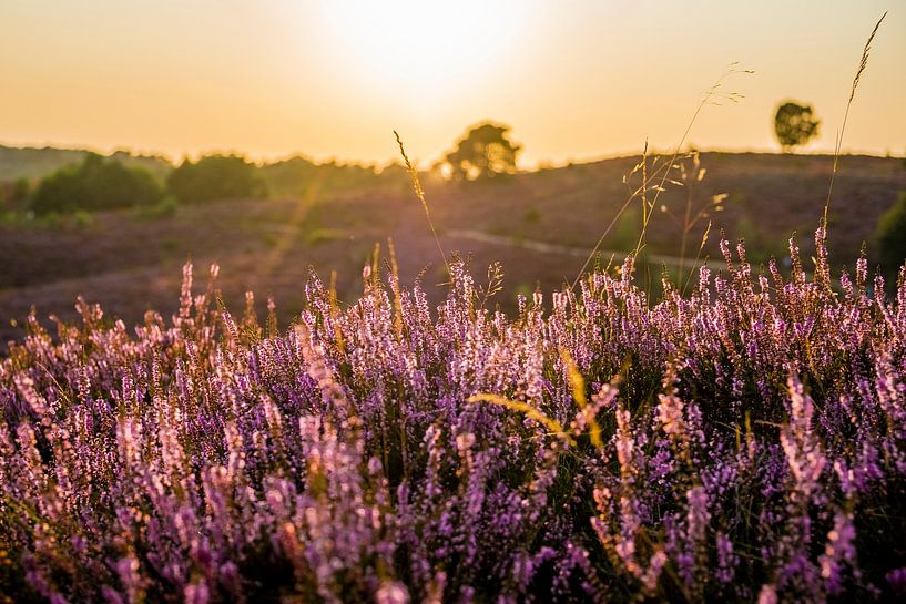 Soleil couchant sur la Veluwe par Marcel Krijgsman