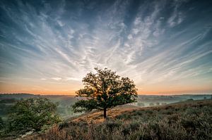 The tree by Peter Bijsterveld