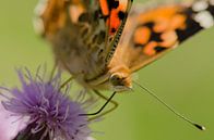 Papillon chardon par René Vos Aperçu