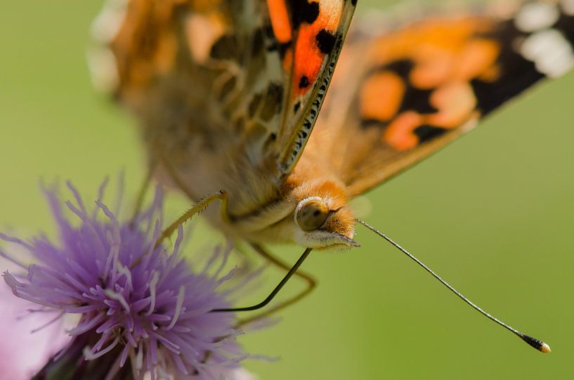 Papillon chardon par René Vos