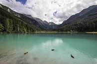 3 eendjes op een meer in Oostenrijk van Sasja van der Grinten thumbnail