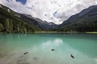 3 canards sur un lac en Autriche